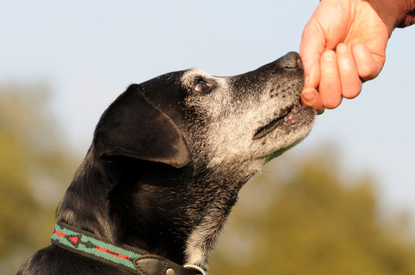 hittehund-forsakring-svedea