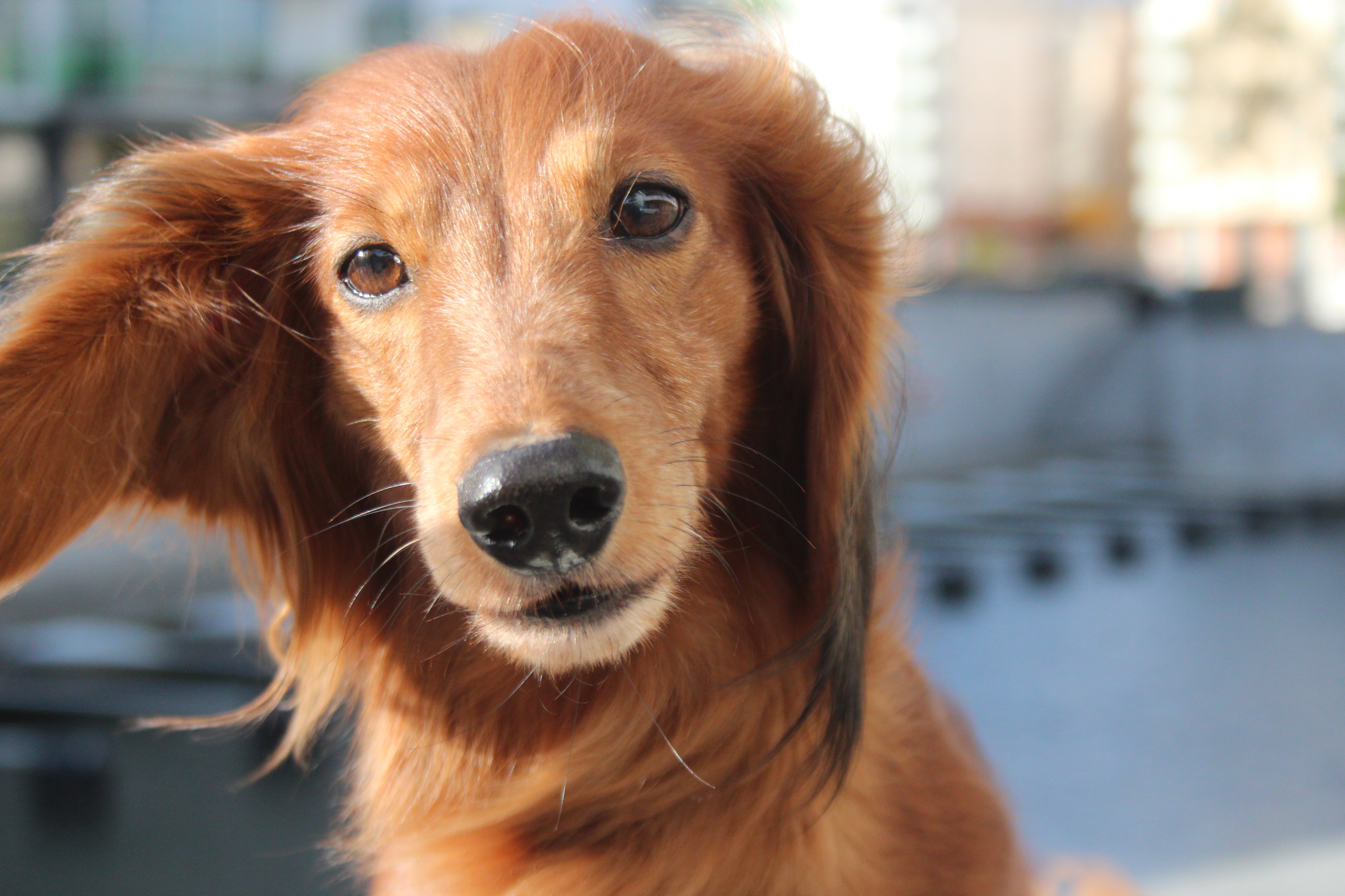 Hunden Kerstin